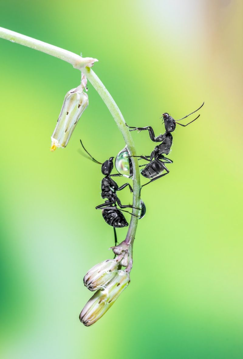 The Intricate Dance of Pollination: Charles Darwin's Curiosity in Sacred AntsCharlesDarwin,pollination,ants,curiosity,sacred,intricatedance