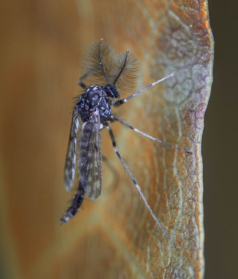 United States and Zanzibar Join Forces to Combat Malaria: Launching Mass Mosquito Bed Net Initiativewordpress,UnitedStates,Zanzibar,combatmalaria,massmosquitobednetinitiative