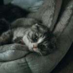 Public Opinions on Animal Charity's Worst Cat Food Crisis: A Call for Action in Support of Our Feline Friendsanimalcharity,worstcatfoodcrisis,callforaction,support,felinefriends