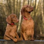 "Unleashing the Love: International Dog Day Spotlights Mayhew's Canine Companions"InternationalDogDay,Mayhew,CanineCompanions,DogAdoption,AnimalWelfare