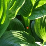 "The Invasion of Ladybirds: Exploring the Recent Surge in Household Sightings"invasionofladybirds,recentsurge,householdsightings