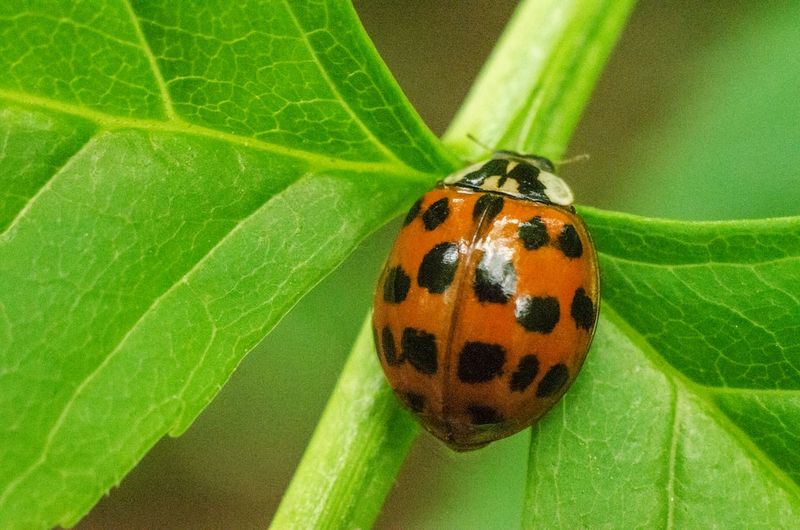The Rise of Ladybirds: Exploring the Surprising Surge in Household Sightingswordpress,ladybirds,householdsightings,rise,exploring,surprisingsurge